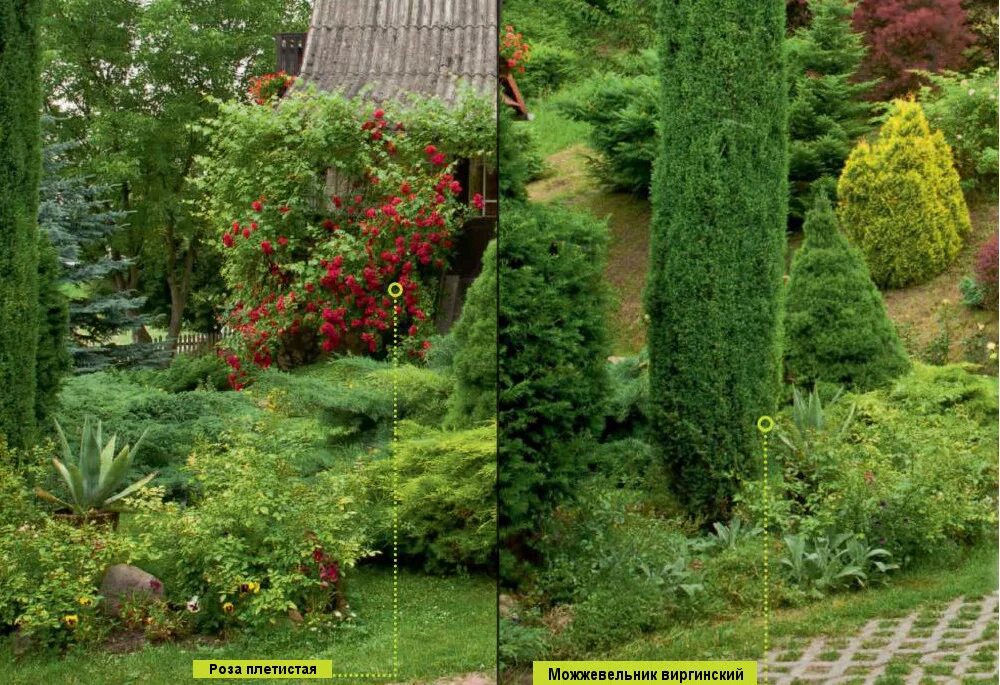 хвойно вересковый миксбордер. барбарис тунберга с туями. можжевельник блю миксбордер. композиция с туями вдоль забора. можжевельник совместимость.