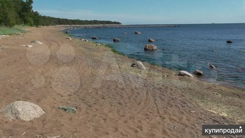 Погода в большом бору ленинградской. Пляж зеленая роща приморское шоссе. Поселок большой бор ленинградская область. Поселок большой бор ленинградская область. Пляж большой бор выборг.