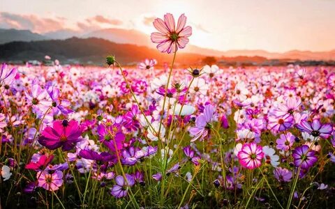 Wildflower Wallpaper Download. 