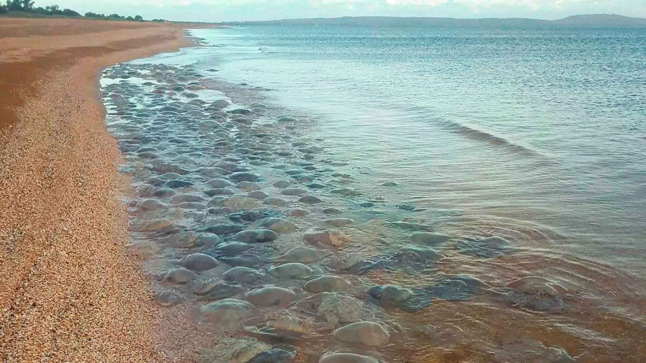 Ил азовского моря