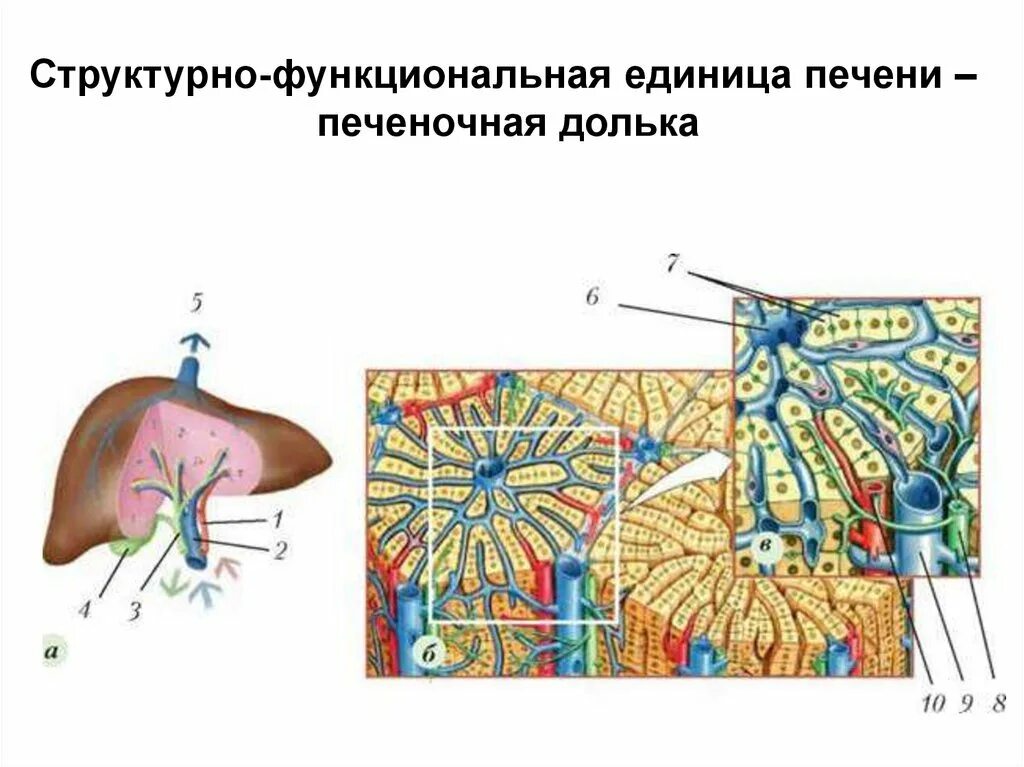 Функциональная единица печени. Центральная Вена печеночной дольки. Строение дольки печени анатомия. Схема микроскопического строения печени. Долька печени схема.