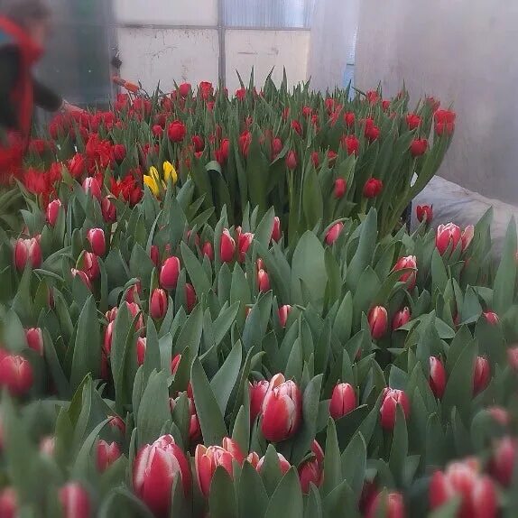 Цветочные клумбы хабаровска. Достопримечательности ставрополя. Горзеленстрой ставрополь. Горзеленстрой тверь 2023 тюльпаны. Горзеленстрой.