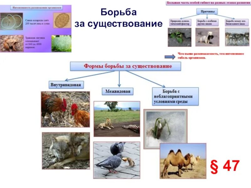 Формы борьбы за существование. Эволюция борьба за существование. Способы борьбы за существование. Формы эволюции органического мира. Борьба за существование презентация.