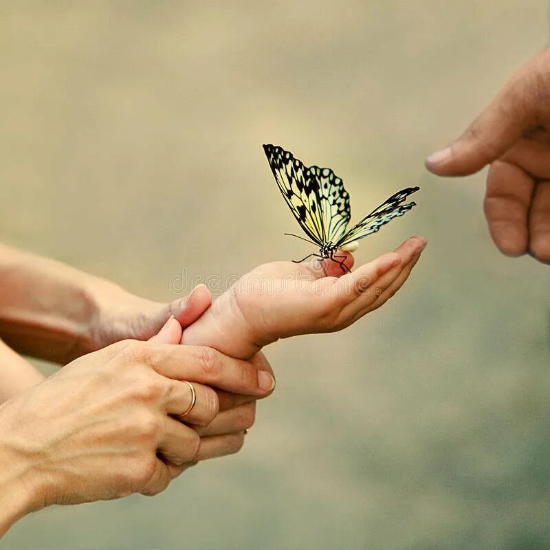 Желаю доверия. На руку бабочка. Бабочка на ладони. Бабочки любовь. Бабочка в ладошках.