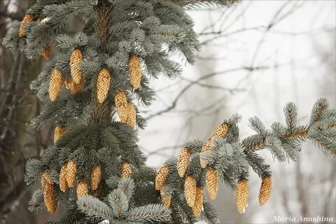 Голубая шишка