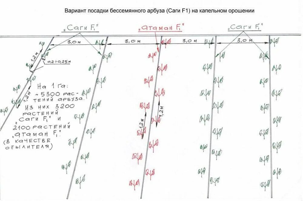 Расстояние между огурцами при посадке. Арбузы схема посадки в открытый грунт. Арбуз схема посадки в открытый грунт рассадой. Схема посадки семян арбуза в открытом грунте. Схема высадки арбузов в открытый грунт рассадой.