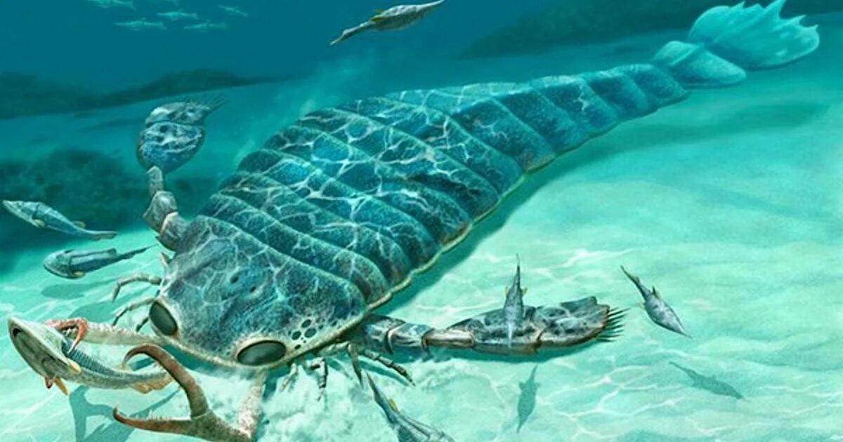 Морской скорпион фото Ядовитые рыбы черного моря названия фото