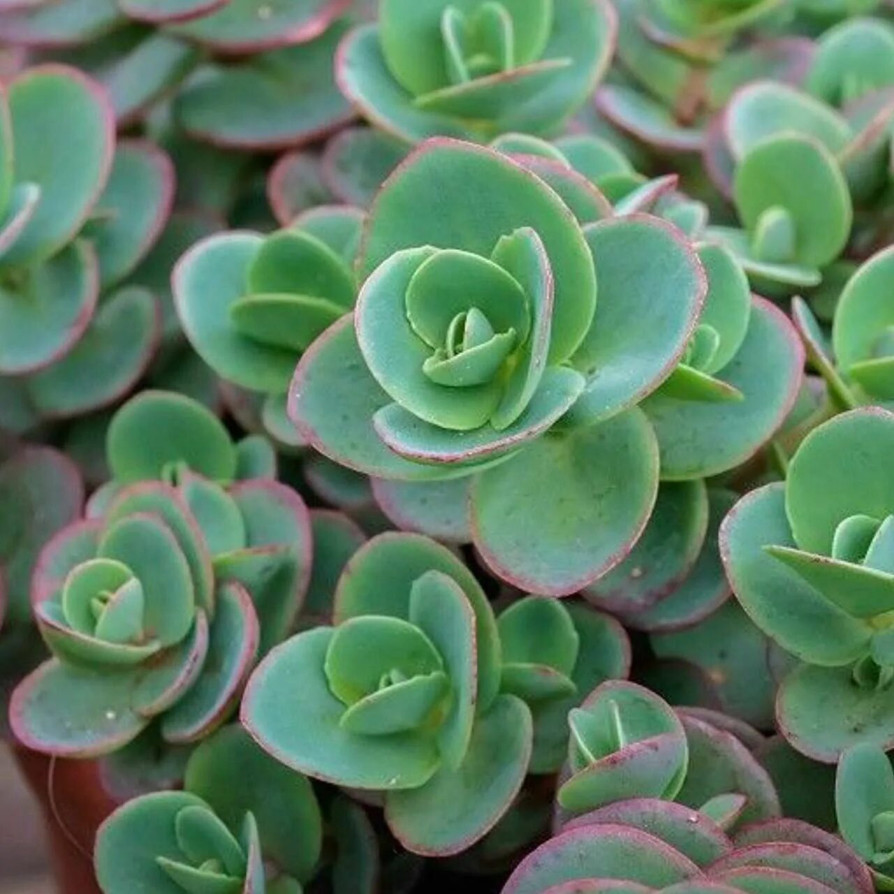 Лайм зингер. Очиток лайм зингер. седум (очиток) лайм зингер. sedum sunsparkler lime zinger. очиток гибридный sunsparkler lime zinger.