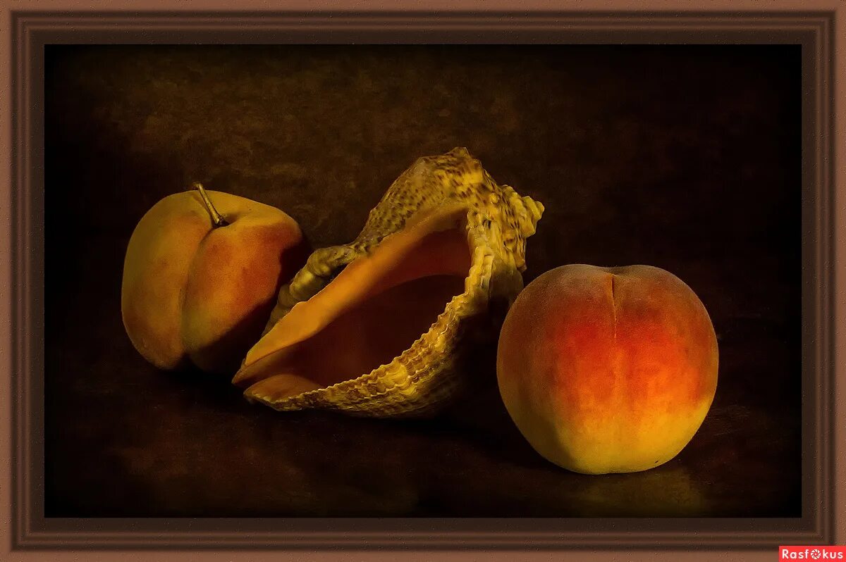 Семена конского щавеля. Щавель альпийский. Щавель туполистный. ). Мидии гигант киви.