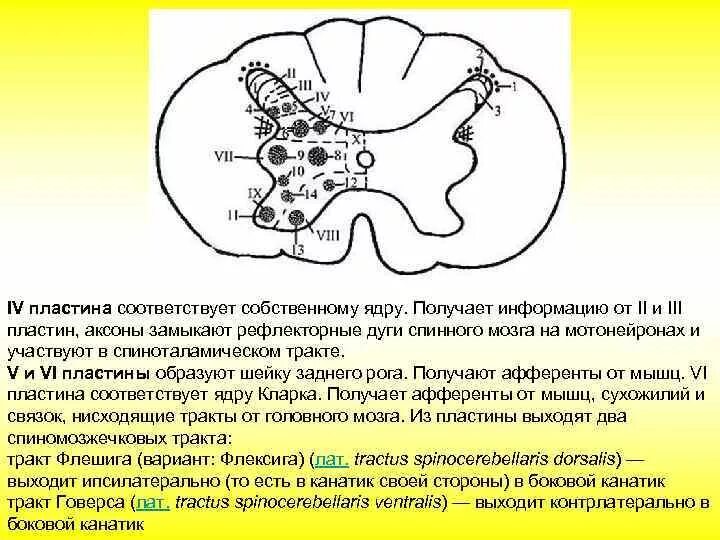 Пластина мозга. Пластины Рекседа и ядра спинного мозга. Пластинки Рекседа спинного мозга. Пластинки серого вещества спинного мозга. Ядра заднего рога спинного мозга.