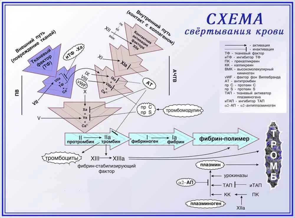 Механизм свертывания крови схема. Схема работы свертывающей системы крови. Схема свёртывания крови 8 класс. Коагуляция крови схема. Изменение свертывания крови