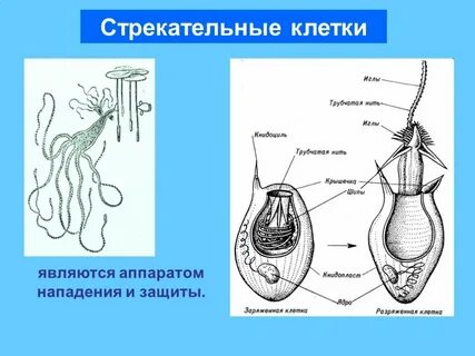 Пресноводная гидра имеет стрекательные клетки