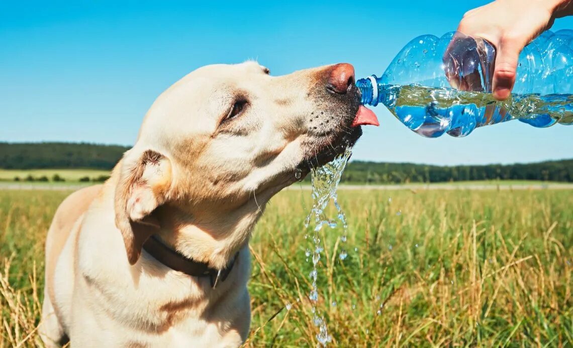 Лето животные. Питье животных. Собачка пьет воду. Собака в жару. Щенок много пьет