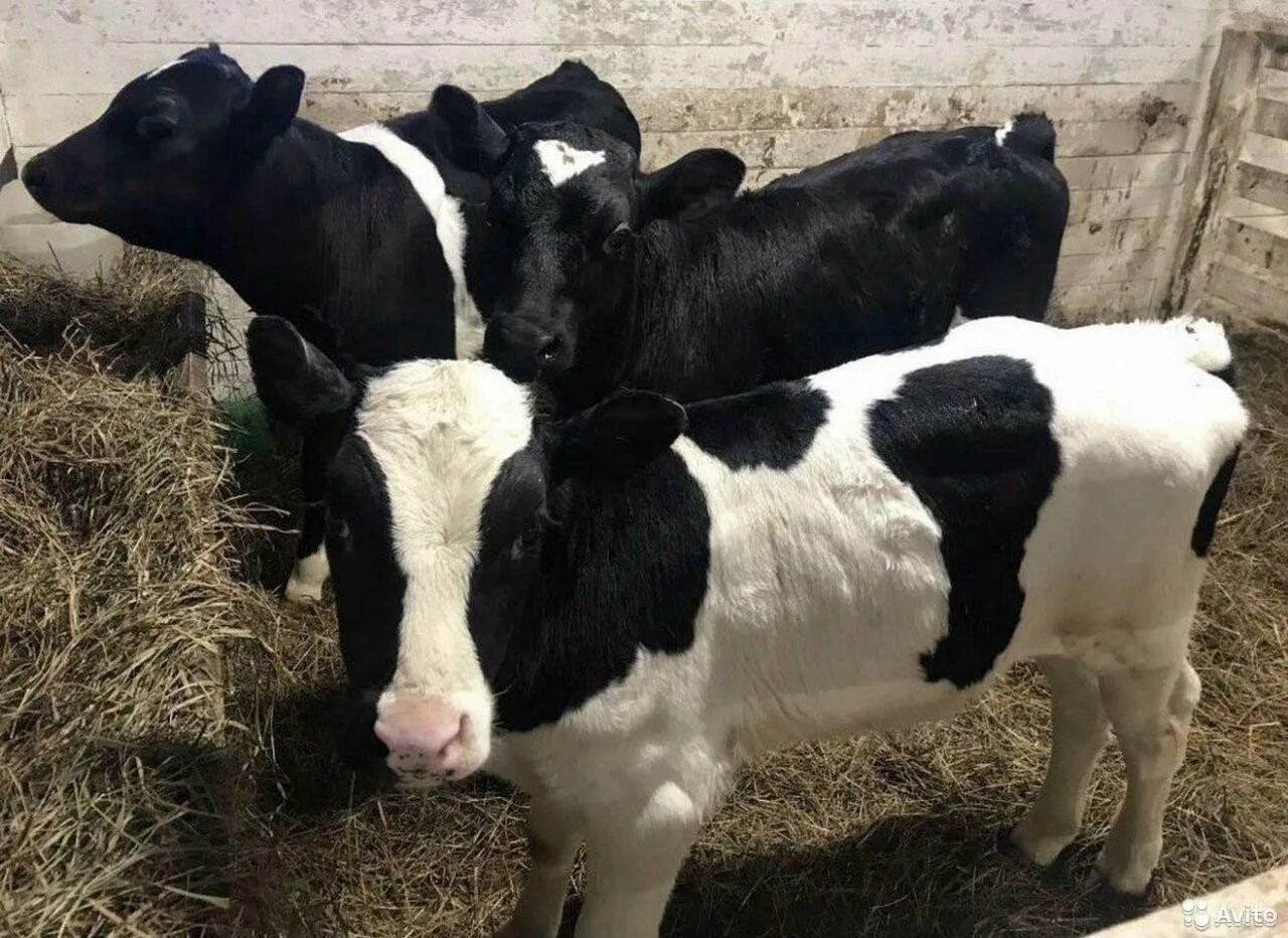 Холмогоры телята бычки. Холмогорская порода коров. Порода крс холмогоры бычки. Холмогорские бычки. Холмогоры телята бычки.
