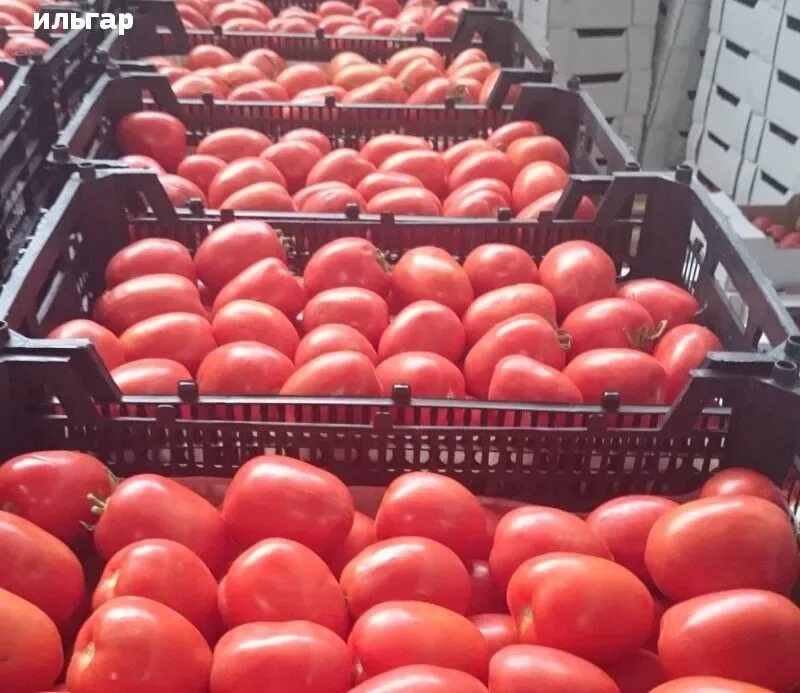 Как продать помидоры. Помидоры разных сортов. упаковщик томатов в лотки. помидоры розовые в ящике. фасовщик томатов в лотки.