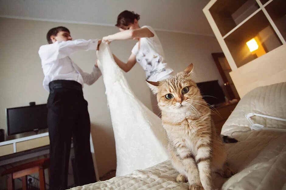 Свадебные коты. Свадебная фотосессия с котом. Кот жених. Коты в свадебных нарядах.