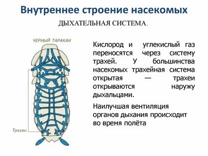 Дыхательная насекомых
