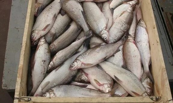 Муксун новости. Сиг муксун. Муксун и нельма. Муксун. Северная рыба муксун.