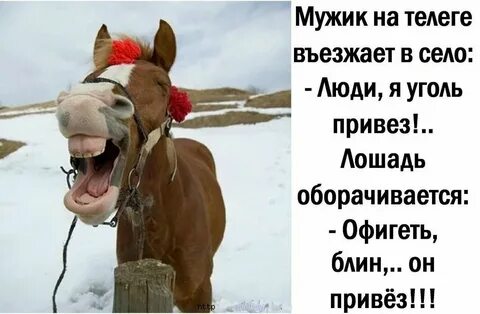 Анекдоты лошади