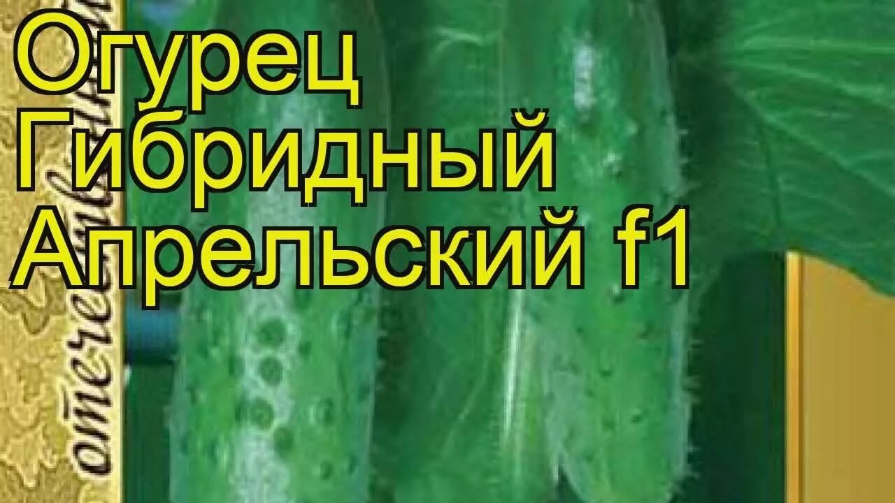 Посадка апрельских огурцов. Огурец апрельский f1. Огурец апрельский фото. Огурцы апрельские выращивание. Огурец Арбат.