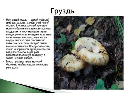 Грибы грузди польза
