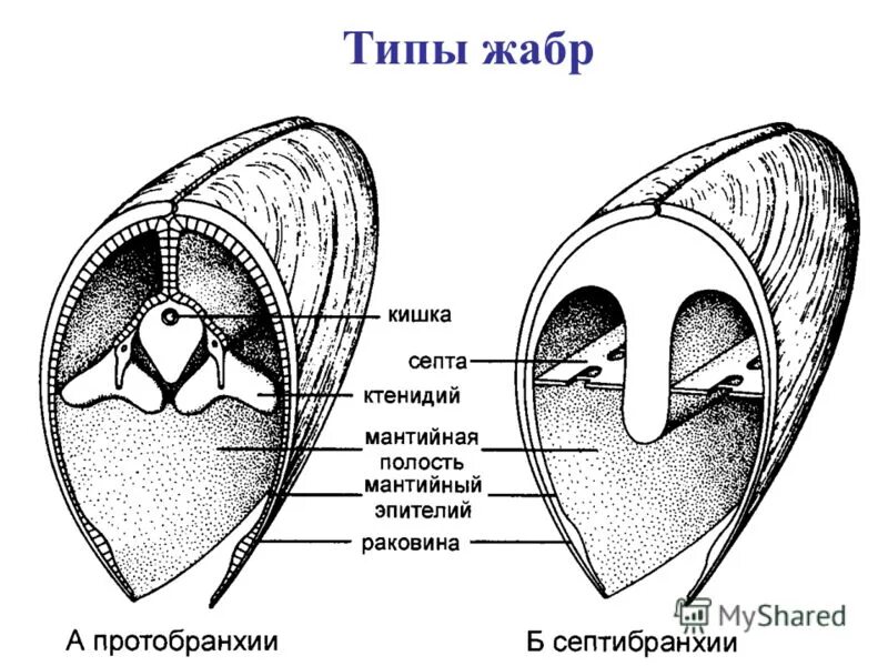Тип жабр. Тип жабр