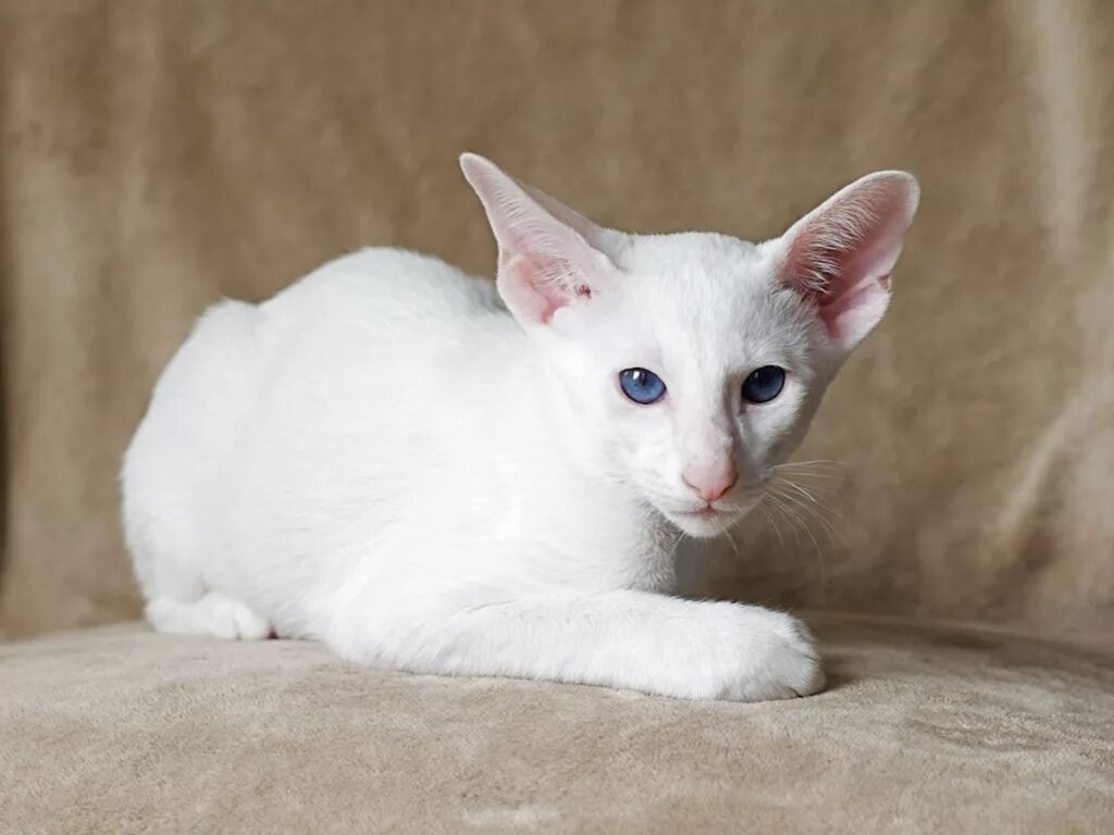К чему снится породистый. Ориенталы Форин Вайт. Форин Вайт кошка. Ориентальная порода кошек. Форинвайт: белая Ориентальная.