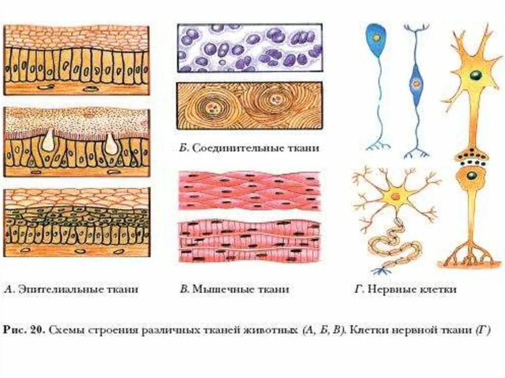 4 группы тканей животных. Ткани животных эпителиальная соединительная мышечная нервная. Ткани (эпителия,соединительные,мышечная. Ткани животных эпителиальная и соединительная рисунки. Ткани эпителиальная соединительная мышечная нервная рисунки.