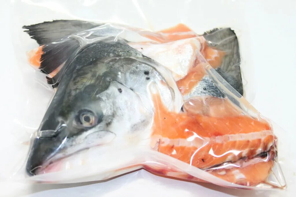 голова форели. голова красной рыбы. голова красной рыбы. лосось голова рыбы. голова семги.