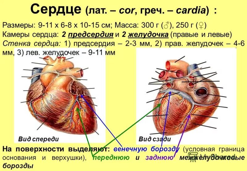 в какой камере сердца начинается большой