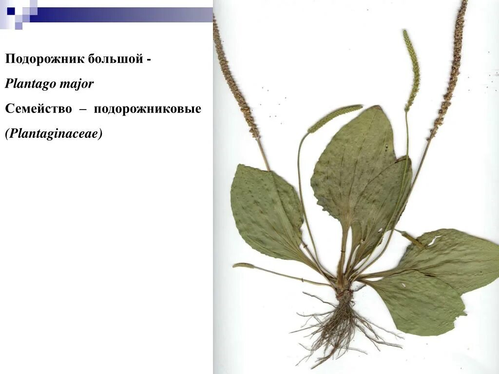 Тип питания подорожника большого. Подорожник большой Plantágo Májor. Подорожник большой гербарий. Подорожник большой (Plantago Major) стадии развития. Plantago Major гербарий.