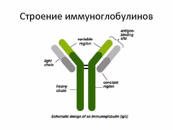 Компоненты антитела. Схема строения антител иммунология. антитела иммуноглобулины структура. строение антител иммуноглобулинов. строение молекулы иммуноглобулина.