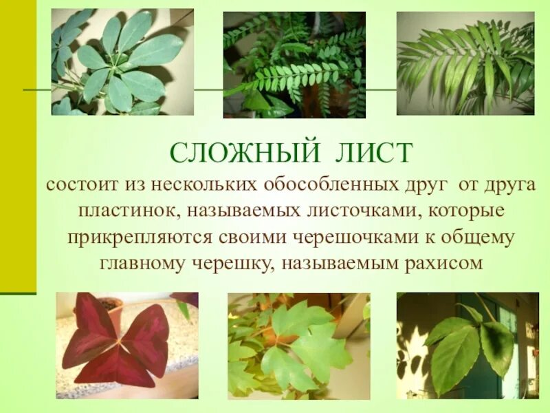 Пользуясь таблицей некоторые характеристики листовых пластинок Фотографии ЛИСТЬЕВ УКАЗАНИЕ