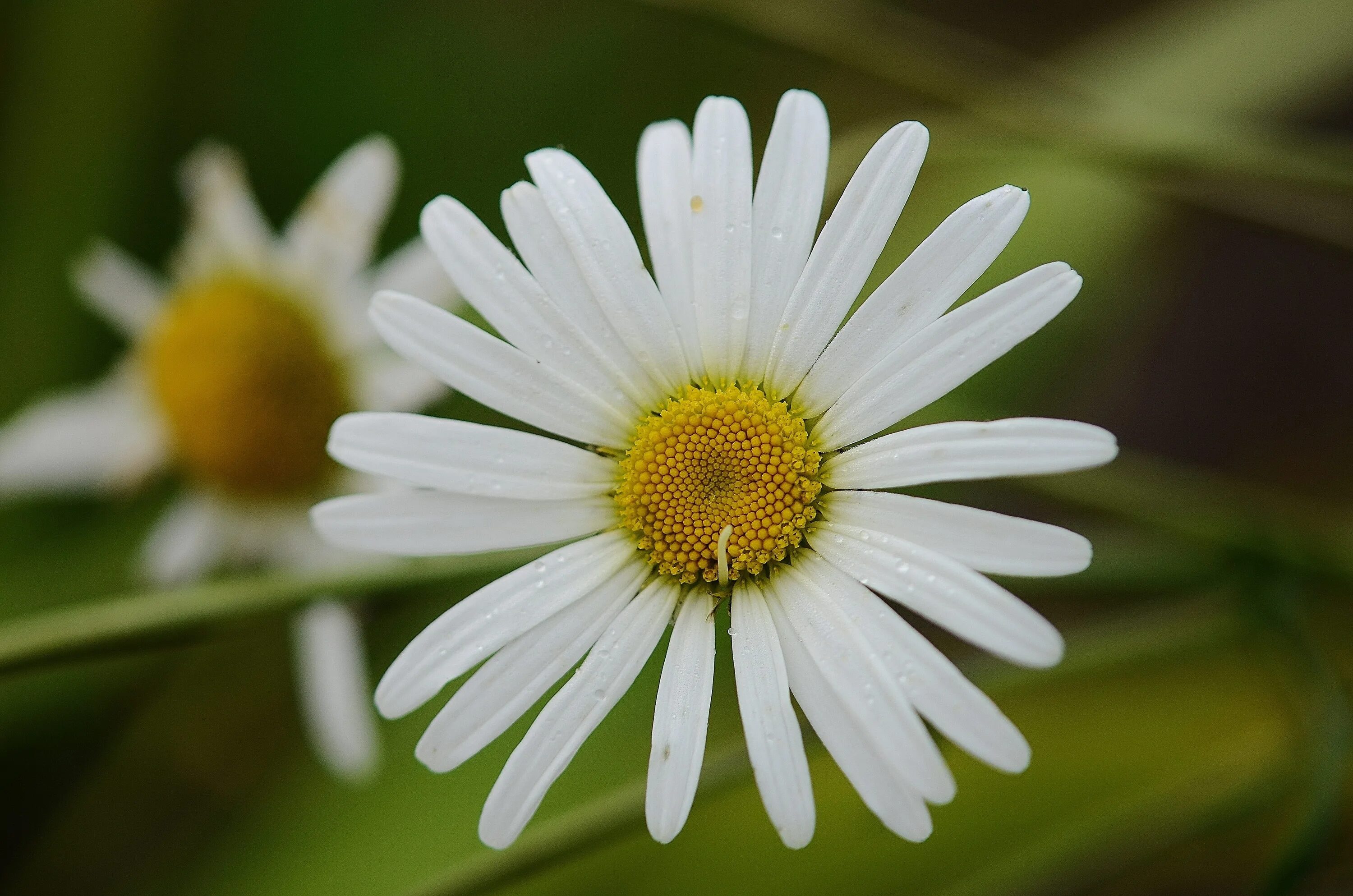 Нивяник поповник. Листик ромашки. Листва ромашки. Листья ромашки садовой. Ромашка садовая листики.