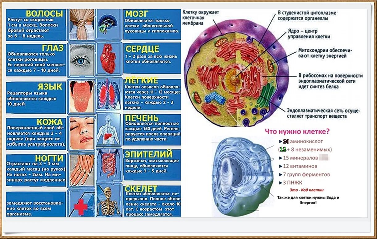 Обновление клеток в организме человека. Клетка организма человека. Ритм обновления клеток. Сроки обновления клеток организма.