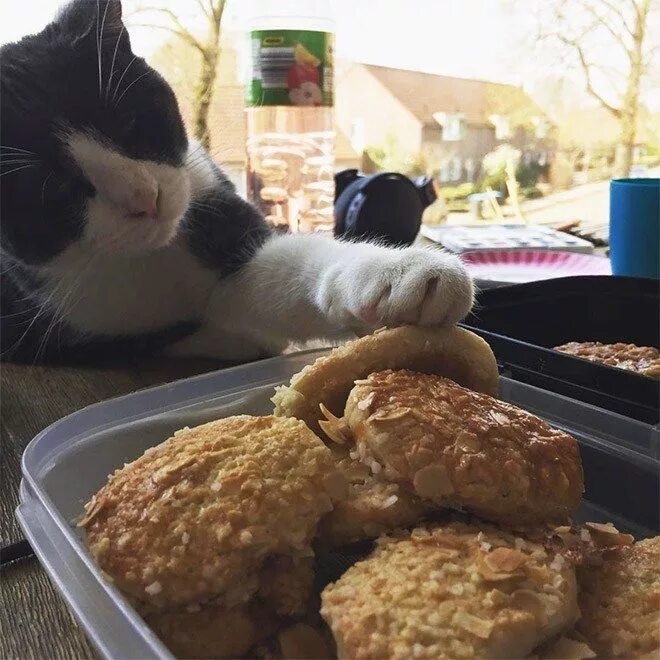 Коты и еда. Еда для кошек. Кот котлета. Котик с едой. These your cats