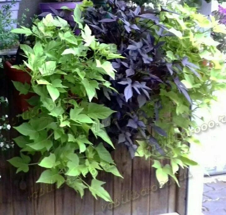 Ипомея батат бургундия. Ипомея батат ампельная. Ипомея батат. Ипомея батат бронзовая. Ипомея батат многолетняя.