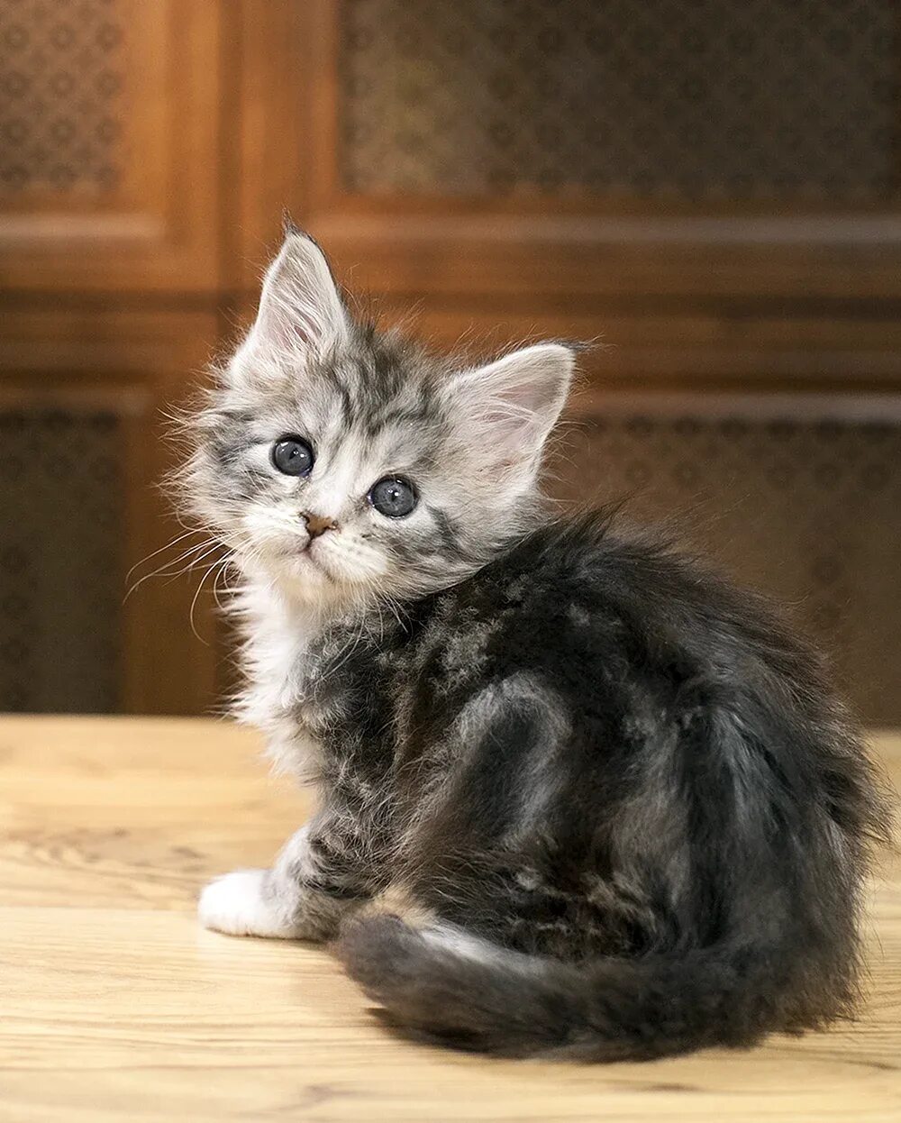 Котята мейн куна. Мейн кун котенок. Мейн-кун. 5 мес. Как выглядит котенок мейн.