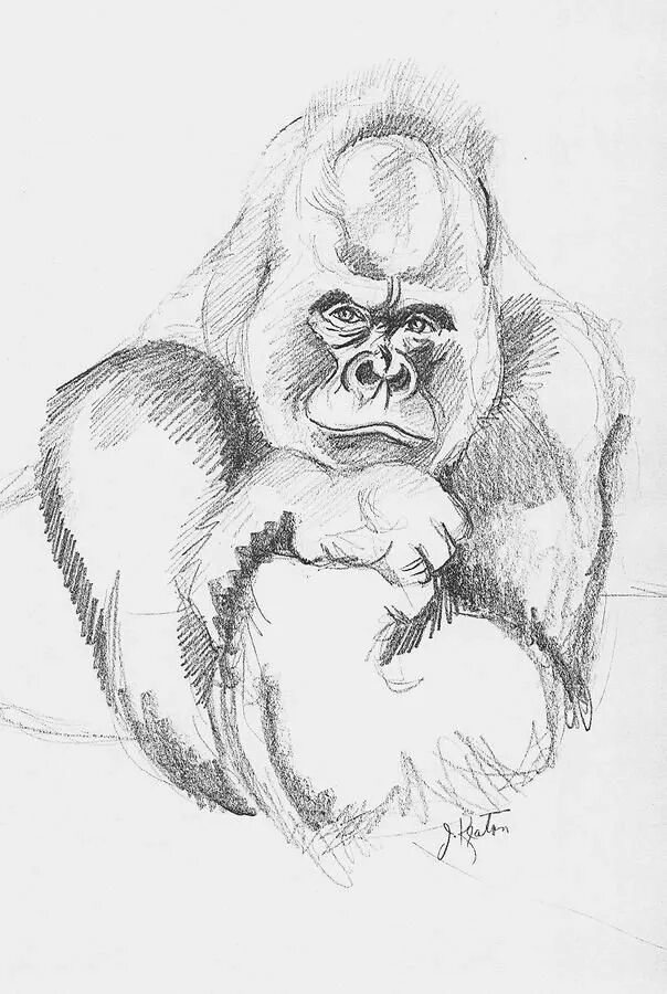 Рисунок обезьяны карандашом. Обезьяна набросок. Обезьяна рисунок карандашом. Горилла набросок. Обезьяна рисунок Каран.