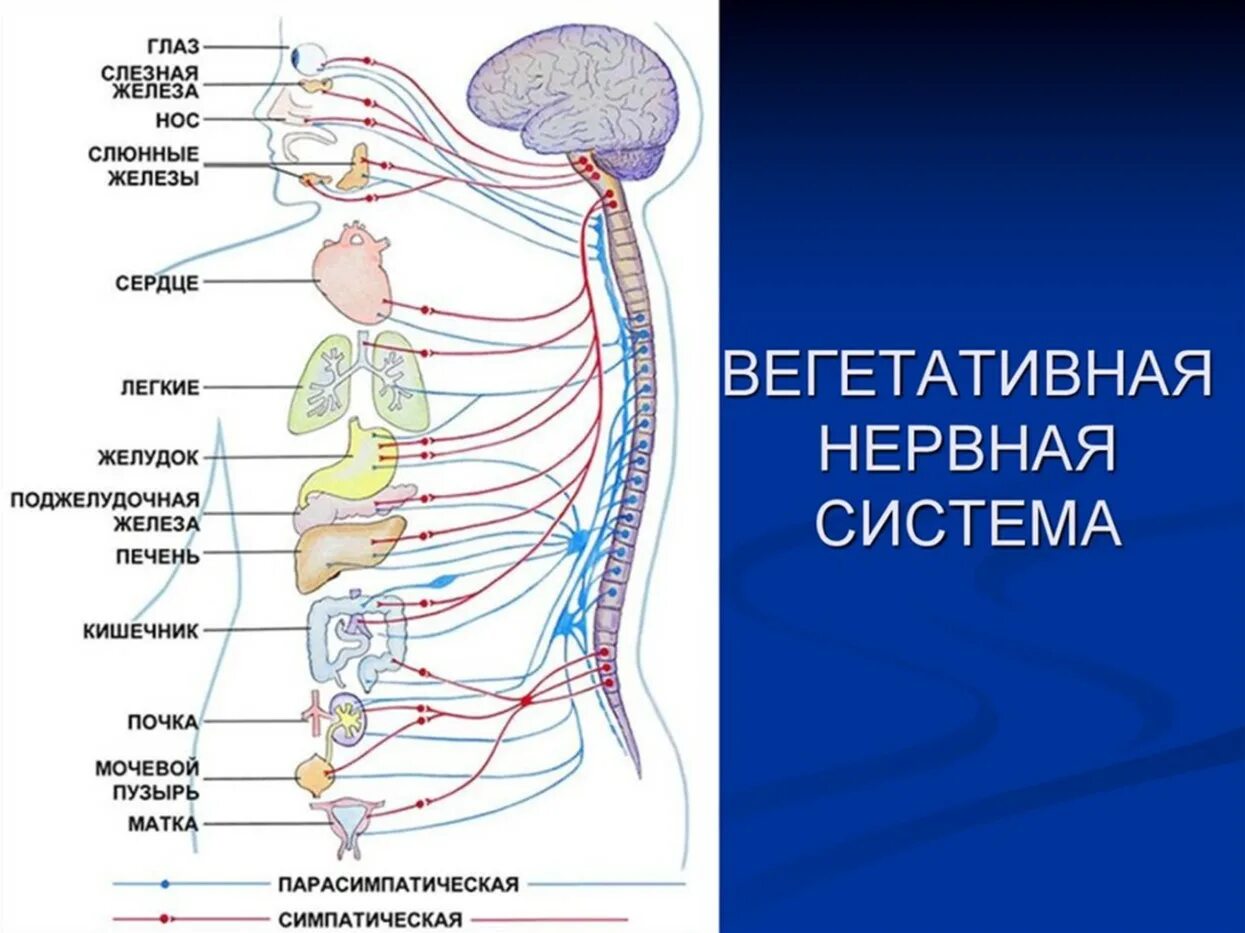 Вегетативная парасимпатическая нервная система строение и функции. Симпатический отдел нервной системы человека. Вегетативная нервная система схема. Иннервация вегетативной нервной системы.
