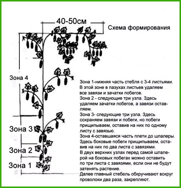 Когда нужно прищипывать огурцы в открытом грунте. Схема пасынкования огурцов в теплице. формировка огурца в теплице схема. формировка огурцов в открытом грунте схема. формировка баклажанов в теплице схема.