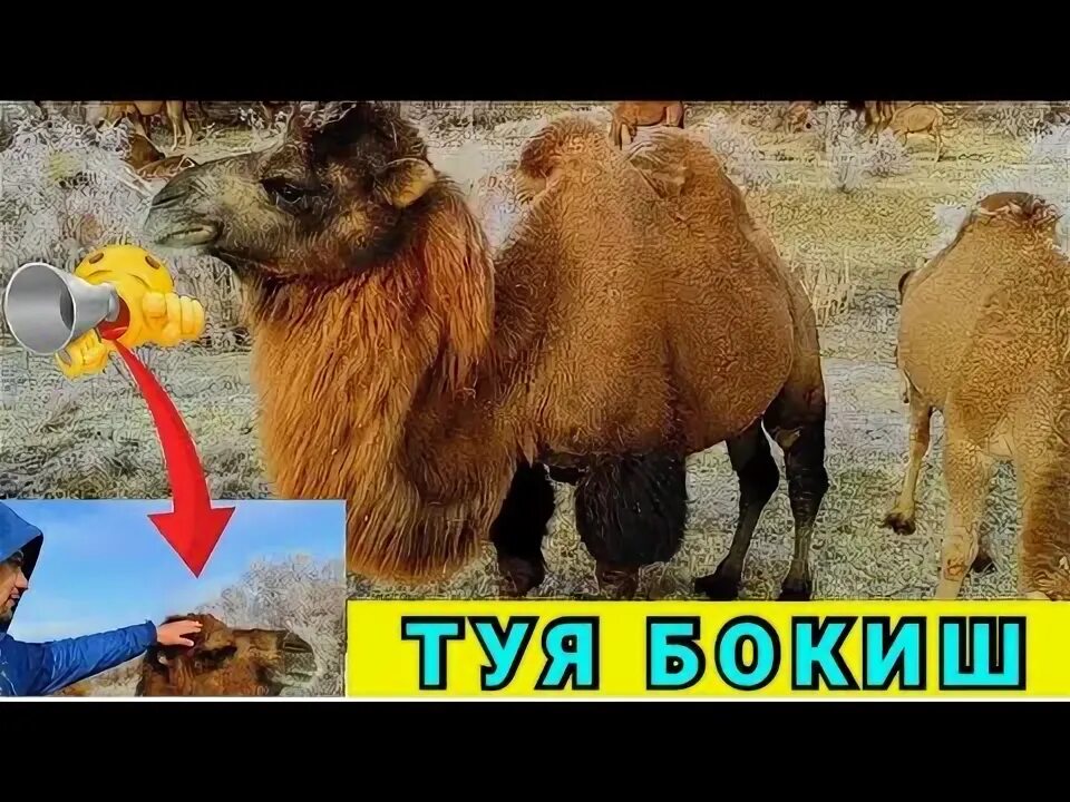 Не работает tuya