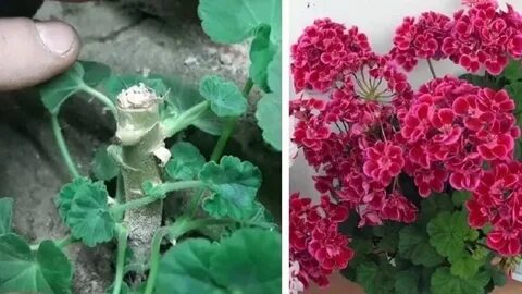 Герань вытянулась что делать