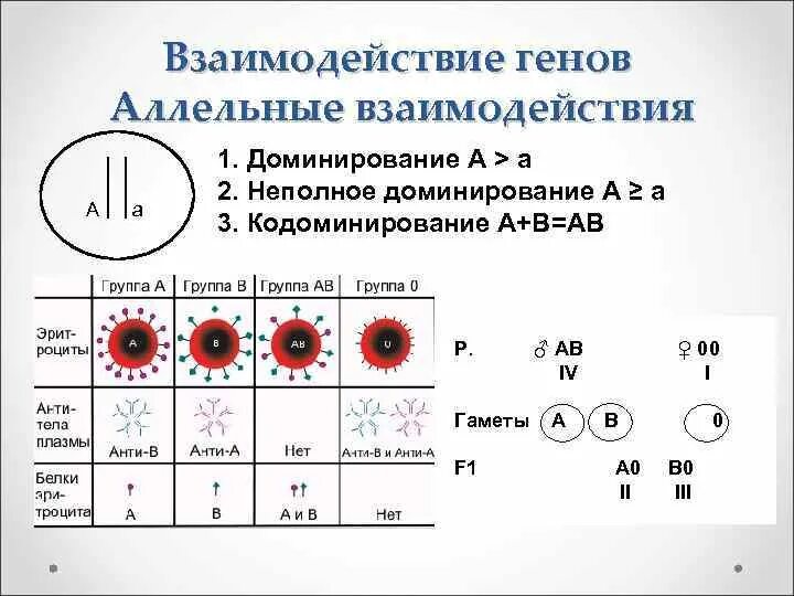 Взаимодействие аллельных генов схема. Схема взаимодействия аллельных и неаллельных генов. Схема типы взаимодействия аллельных генов. Взаимодействие неаллельных генов схема. Расщепление аллельных генов