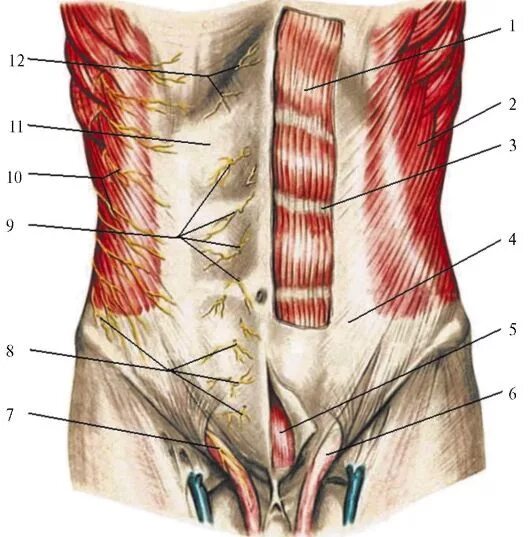 Прямая мышца живота у женщин. Топография переднебоковой брюшной стенки. Переднебоковая стенка живота мышцы. Переднебоковая брюшная стенка топографическая анатомия. Анатомия передней брюшной стенки послойно.
