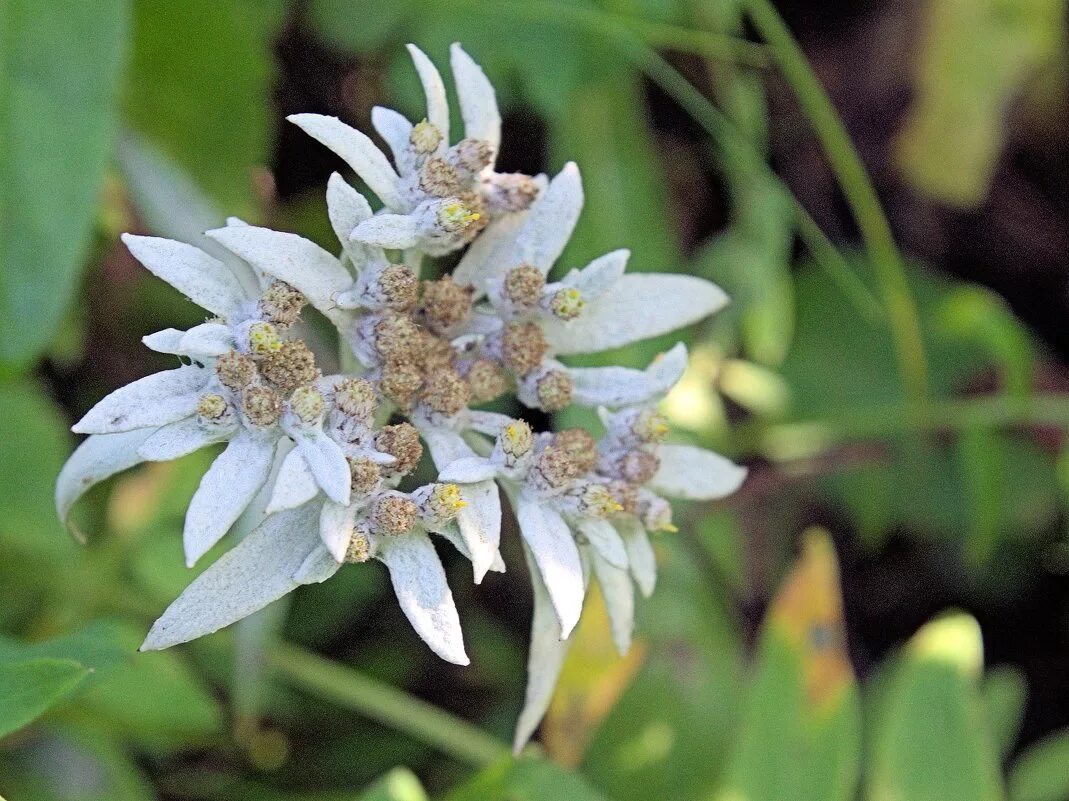 эдельвейс поляна эдельвейс. эдельвейс золотой рог. долина смерти эдельвейсы. эдельвейс алтай. эдельвейс эхо.