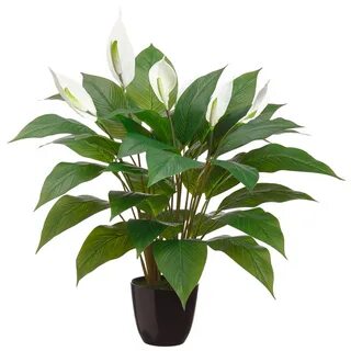 Plant w