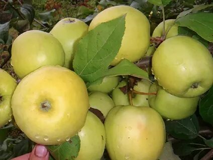 Осенние и зимние сорта яблок