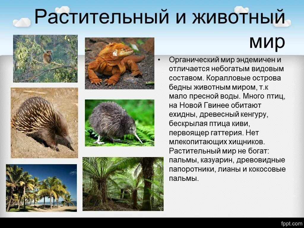 Растительный и животный мир Океании. Растительный мир Океании презентация. Животные Океании. Растительный мир и животный мир.