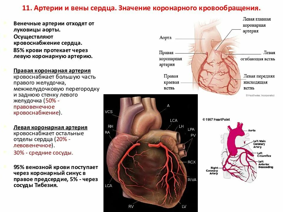 Коронарные венечные сосуды характеристика. Строение и кровоснабжение сердца. Эпикардиальные коронарные артерии. Левая огибающая коронарная артерия.
